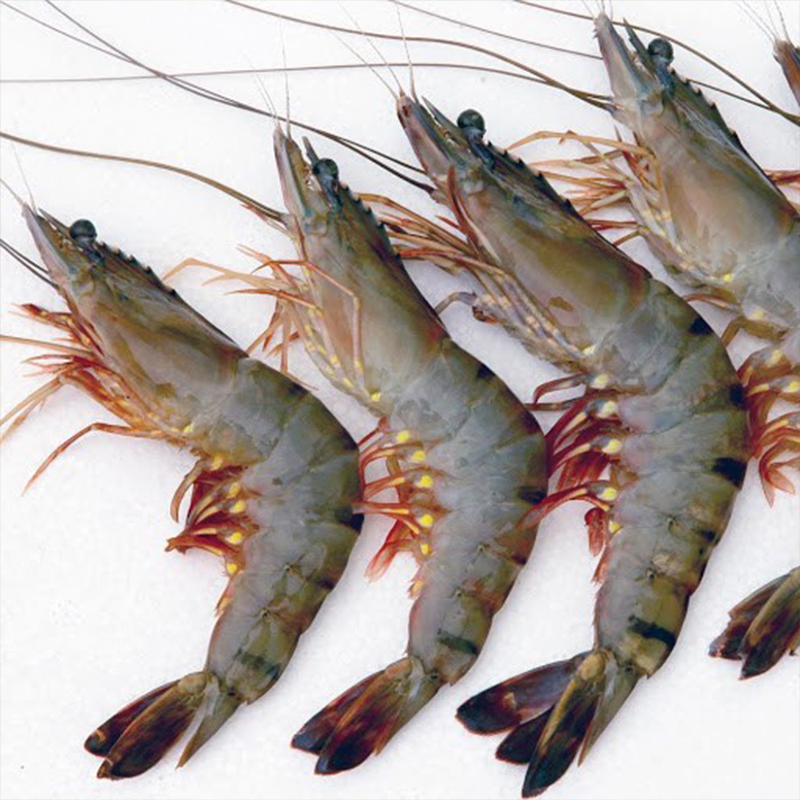 BLACK TIGER PRAWN