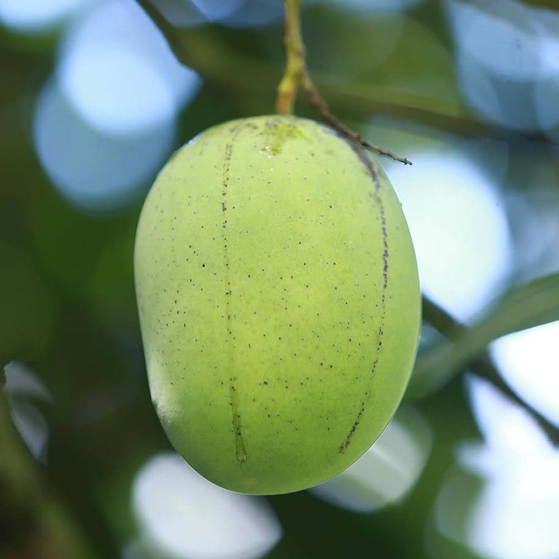 LANGRA MANGO